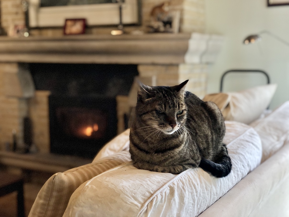 pets remaining relaxed at home is one of the benefits of house sitting for homeowners